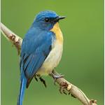 Tickell's Blue Flycatcher / Cyornis tickelliae