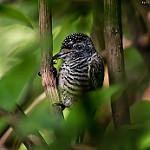 White-barred Piculet / Picumnus cirratus