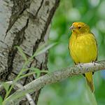 Monte Yellow Finch / Sicalis mendozae