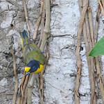 Ласточковая эуфония / Euphonia hirundinacea