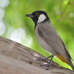 Белоухий бюльбюль / Pycnonotus leucotis