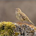 Луговой конёк / Anthus pratensis