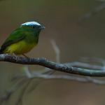 Snow-capped Manakin / Lepidothrix nattereri