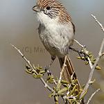 Eyrean Grasswren / Amytornis goyderi