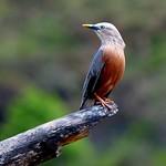 Chestnut-tailed Starling / Sturnia malabarica