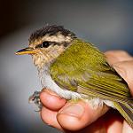 Черношапочная пеночка / Phylloscopus herberti