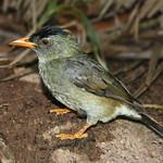 Seychelles Bulbul / Hypsipetes crassirostris