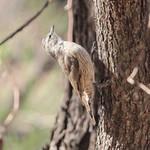 Brown Treecreeper / Climacteris picumnus