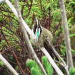 Green-bearded Helmetcrest / Oxypogon guerinii