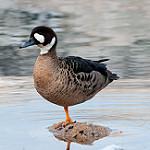 Bronze-winged Duck / Speculanas specularis