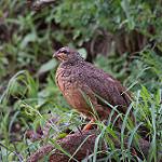 Восточноафриканский франколин / Pternistis hildebrandti
