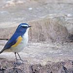 Red-flanked Bluetail / Tarsiger cyanurus