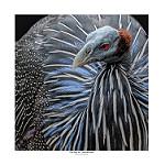 Vulturine Guineafowl / Acryllium vulturinum