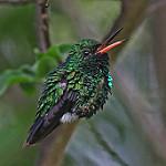 Cozumel Emerald / Cynanthus forficatus