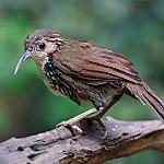 Large Scimitar Babbler / Erythrogenys hypoleucos