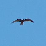 Malagasy Harrier / Circus macrosceles