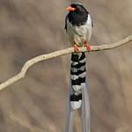 Red-billed Blue Magpie / Urocissa erythroryncha