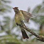 Mottle-backed Elaenia / Elaenia gigas