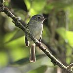 Bahia Tyrannulet / Phylloscartes beckeri