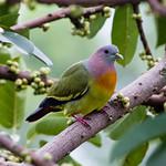 Pink-necked Green Pigeon / Treron vernans