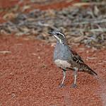 Copperback Quail-thrush / Cinclosoma clarum