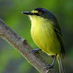 Yellow-lored Tody-Flycatcher / Todirostrum poliocephalum