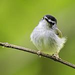 Black-capped Pygmy Tyrant / Myiornis atricapillus