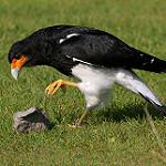Mountain Caracara / Phalcoboenus megalopterus