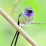 Стройный искрохвост / Doricha enicura