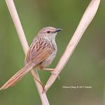 Тайваньская приния / Prinia striata