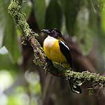 White-throated Shrike-Tanager / Lanio leucothorax