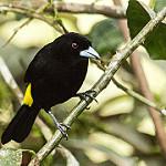 Lemon-rumped Tanager / Ramphocelus icteronotus