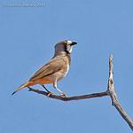 Crested Bellbird / Oreoica gutturalis