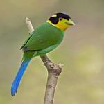 Long-tailed Broadbill / Psarisomus dalhousiae