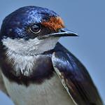 Белогорлая ласточка / Hirundo albigularis