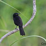 Forbes's Blackbird / Anumara forbesi
