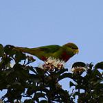 Желтоклювый лорикет / Neopsittacus musschenbroekii