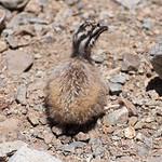 Puna Tinamou / Tinamotis pentlandii