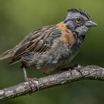 Воробьи Нового Света / Passerellidae фото