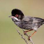 Кипрская славка / Curruca melanothorax