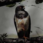 White-bellied Goshawk / Tachyspiza haplochroa