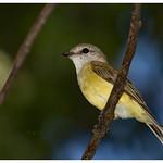 Лимоннобрюхая дриада / Microeca flavigaster