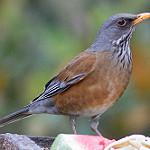 Turdus rufopalliatus