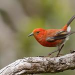 Apapane / Himatione sanguinea