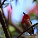 Scarlet Myzomela / Myzomela sanguinolenta