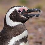 Магелланов пингвин / Spheniscus magellanicus