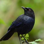 Тайваньская синяя птица / Myophonus insularis