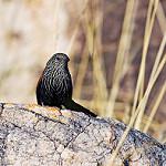 Black Grasswren / Amytornis housei