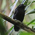Cocha Antshrike / Thamnophilus praecox