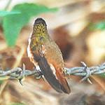 Cinnamon-sided Hummingbird / Ramosomyia wagneri